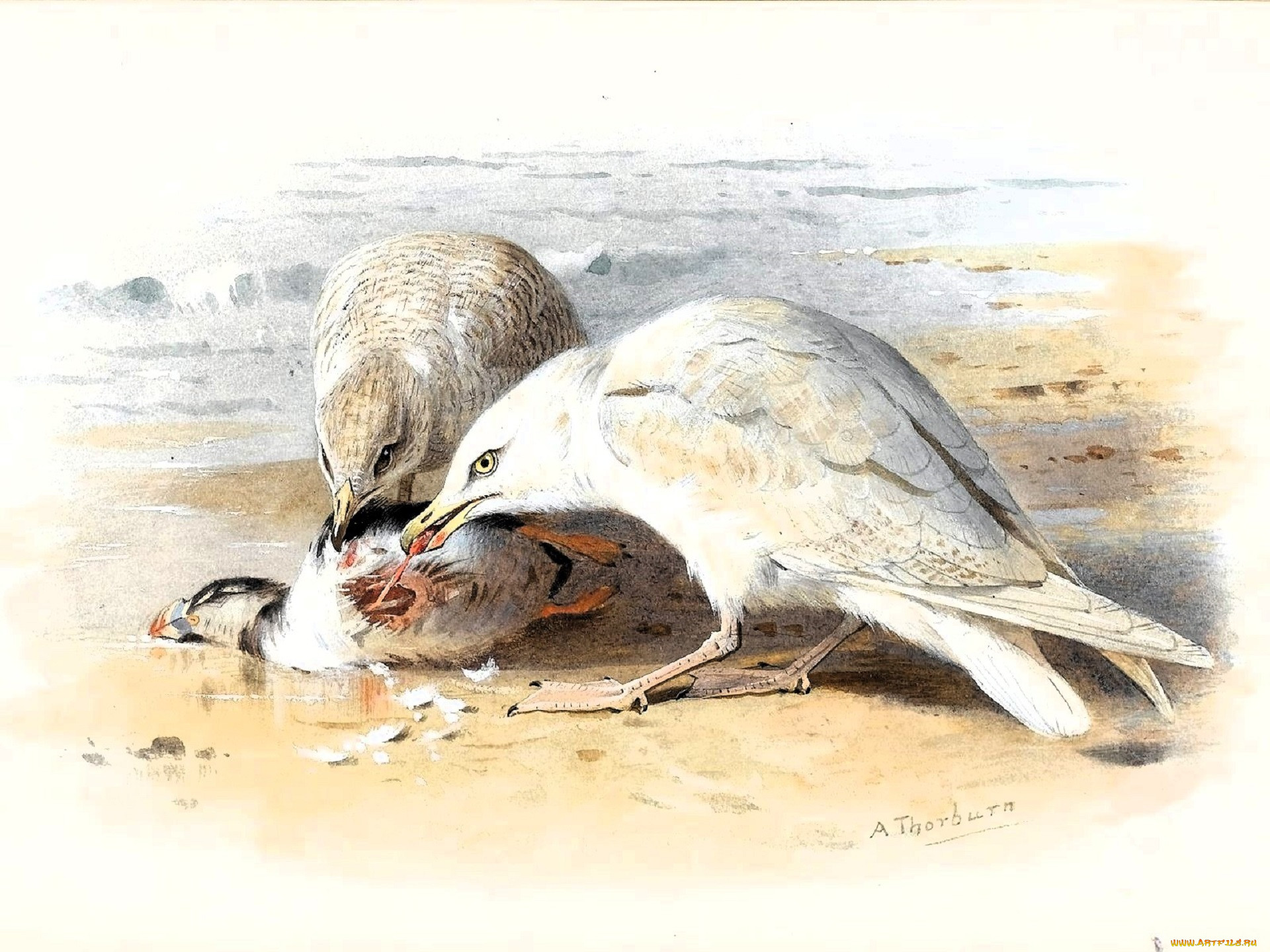 , archibald thorburn, , , , 